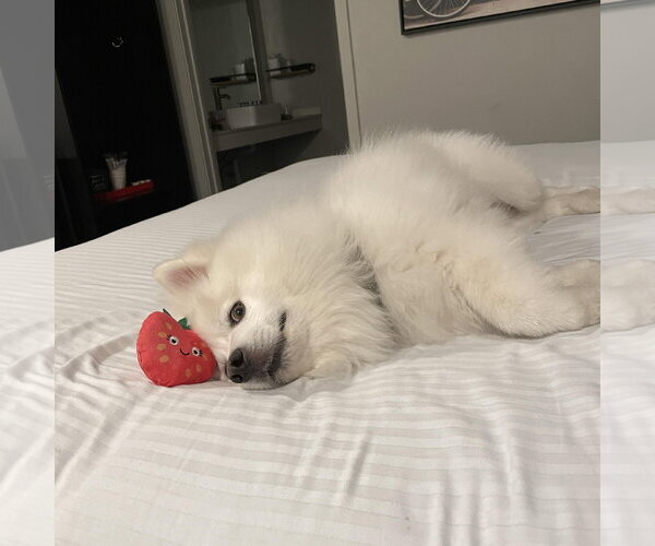 Medium Photo #2 American Eskimo Dog Puppy For Sale in Pikesville, MD, USA