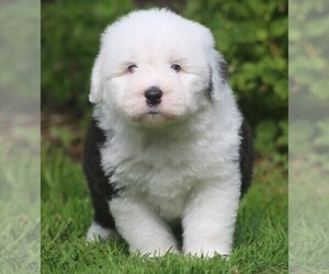 Old English Sheepdog Puppy for sale in PORTLAND, OR, USA