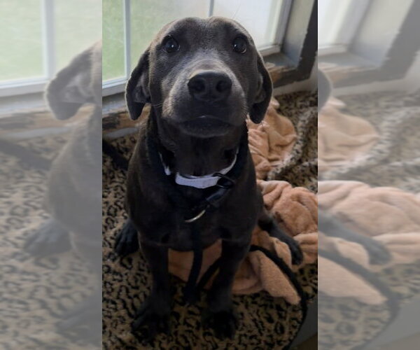 Medium Photo #2 Blue Lacy Puppy For Sale in Boston, MA, USA