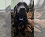 Small #1 Blue Lacy