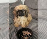 Small #3 Shih Tzu