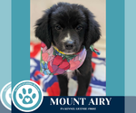 Small #1 Australian Shepherd Mix