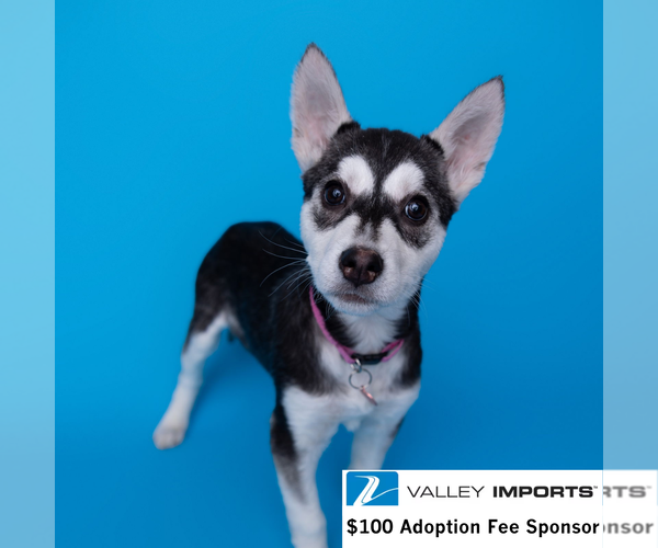 Medium Photo #3 Siberian Husky-Unknown Mix Puppy For Sale in Fargo, ND, USA