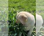 Small Photo #14 Labrador Retriever Puppy For Sale in CHARITON, IA, USA