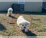 Puppy Puppy 1 Cavachon