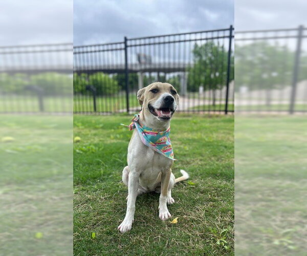 Medium Photo #1 Mutt Puppy For Sale in Temple, TX, USA