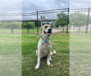 Mutt Dogs for adoption in Temple, TX, USA