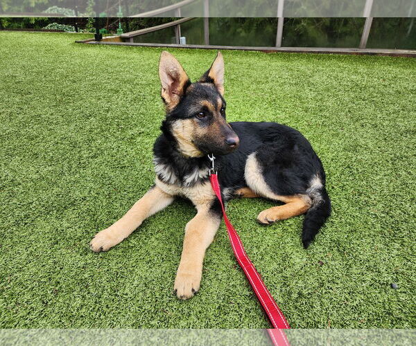Medium Photo #8 German Shepherd Dog Puppy For Sale in Seattle, WA, USA