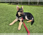 Small #7 German Shepherd Dog
