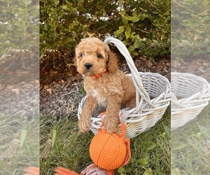 Cockapoo Puppy for sale in MIDDLEBURY, IN, USA