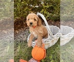 Small Cockapoo