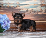 Image preview for Ad Listing. Nickname: Litter of 3