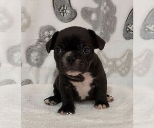 French Bulldog Puppy for sale in JOHNS ISLAND, SC, USA