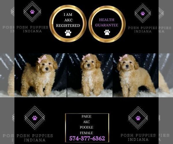Medium Photo #5 Poodle (Toy) Puppy For Sale in WARSAW, IN, USA
