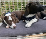Small #2 Whippet Mix