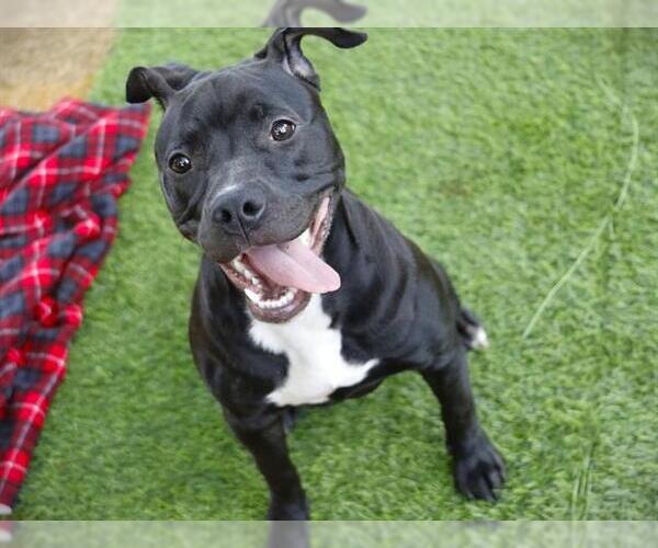 Medium Photo #1 American Staffordshire Terrier-Unknown Mix Puppy For Sale in Tallahassee, FL, USA