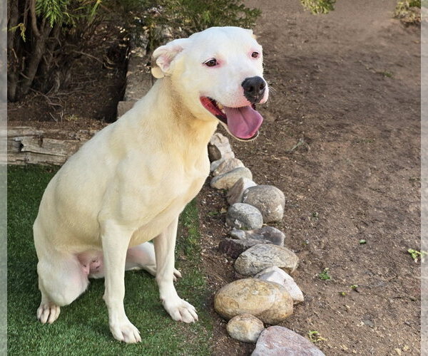 Medium Photo #2 American Staffordshire Terrier Puppy For Sale in Albuquerque, NM, USA