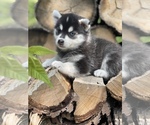 Small Photo #21 Alaskan Klee Kai-Pomsky Mix Puppy For Sale in STAPLES, MN, USA