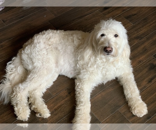 Medium Photo #1 Goldendoodle Puppy For Sale in CONROE, TX, USA