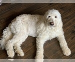 Small Photo #1 Goldendoodle Puppy For Sale in CONROE, TX, USA