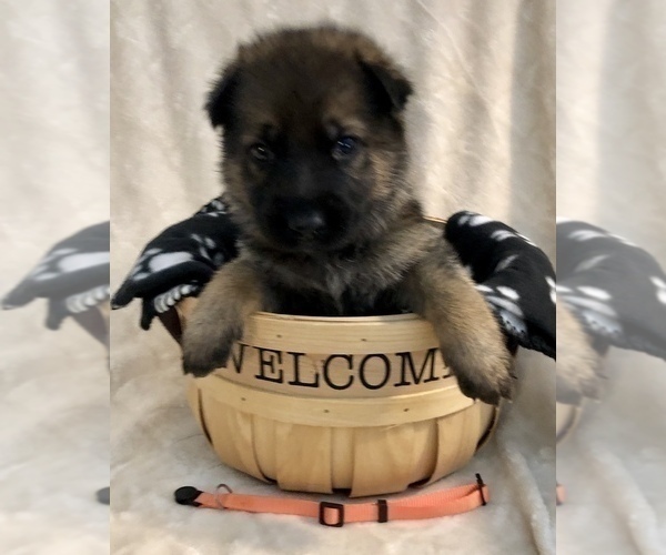 Medium Photo #12 German Shepherd Dog Puppy For Sale in HAMILTON, NJ, USA