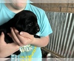 Puppy Poof Labrador Retriever