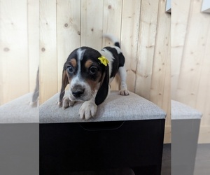 Beagle Puppy for sale in GOSHEN, IN, USA