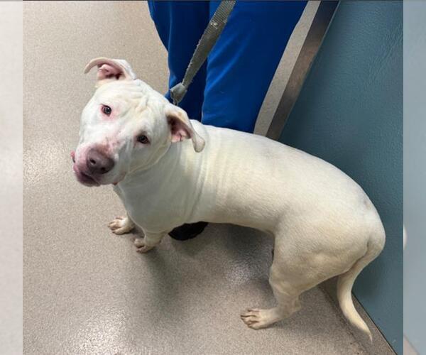 Medium Photo #1 Labrador Retriever-Unknown Mix Puppy For Sale in Newton, NC, USA