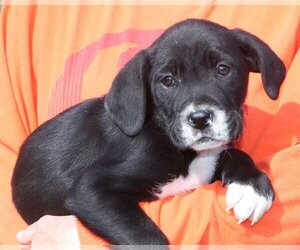 American Bulldog-Labrador Retriever Mix Dogs for adoption in Prattville, AL, USA