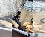 Small Photo #3 Goldador Doodle Puppy For Sale in GIBSONVILLE, NC, USA