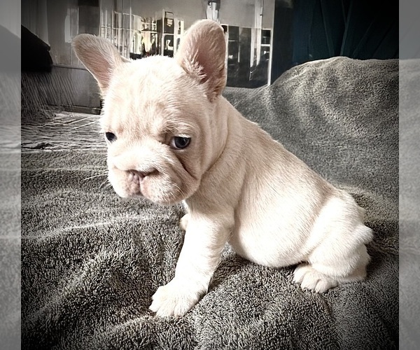 Medium Photo #4 French Bulldog Puppy For Sale in EWA BEACH, HI, USA