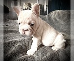 Small #3 French Bulldog