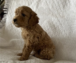 Cavapoo-Poodle (Miniature) Mix Puppy for sale in THORP, WI, USA