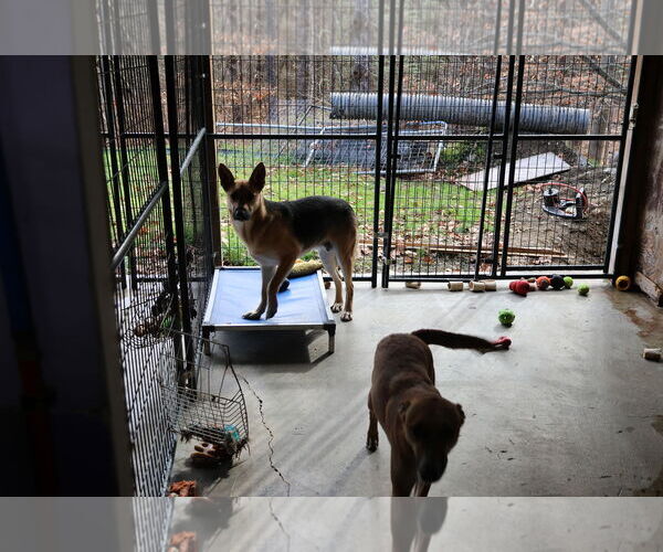 Medium Photo #8 German Shepherd Dog Puppy For Sale in Sebec, ME, USA