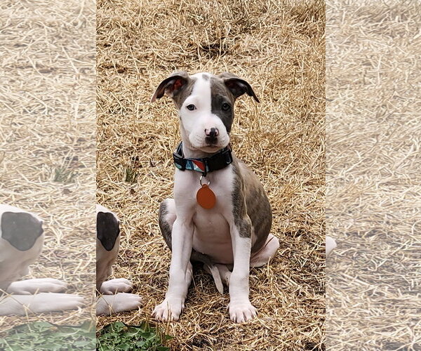 Medium Photo #2 Mutt Puppy For Sale in Bellevue, WA, USA