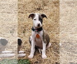 Small #1 Mutt