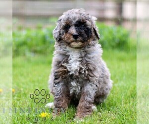 Bernedoodle (Miniature) Puppy for sale in DENVER, PA, USA