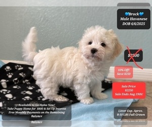Havanese Puppy for sale in TUCSON, AZ, USA