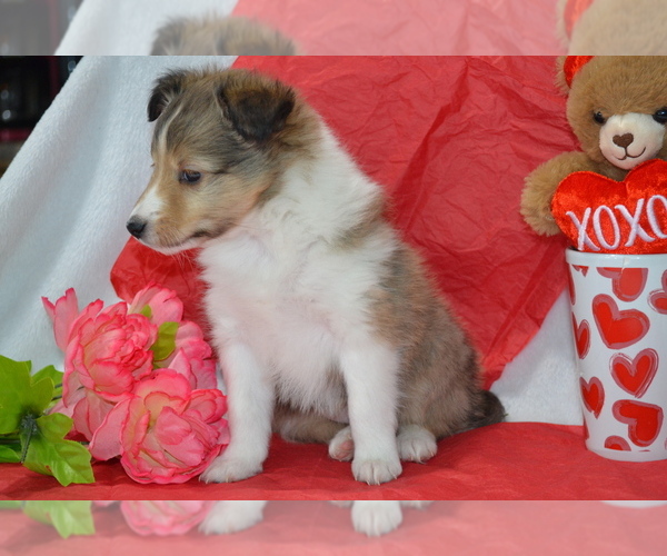 Medium Photo #3 Shetland Sheepdog Puppy For Sale in GREENWOOD, WI, USA