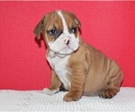 Small Photo #1 Bulldog Puppy For Sale in HIALEAH, FL, USA