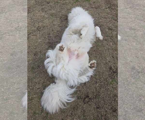 Medium Photo #13 Chow Chow-Great Pyrenees Mix Puppy For Sale in Houston, TX, USA