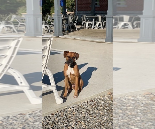 Medium Photo #1 Boxer Puppy For Sale in BRADFORD, OH, USA