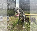 Small #2 Catahoula Leopard Dog Mix