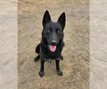 Small German Shepherd Dog