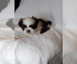 Shih Tzu Puppy for sale in INDIANAPOLIS, IN, USA