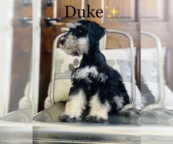 Medium Photo #8 Schnauzer (Miniature) Puppy For Sale in COOKEVILLE, TN, USA