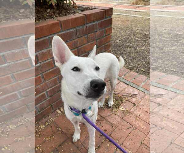 Medium Photo #5 German Shepherd Dog-Unknown Mix Puppy For Sale in San Diego, CA, USA