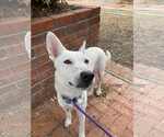 Small #4 German Shepherd Dog Mix