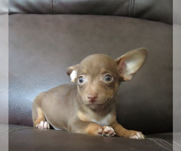 Medium Photo #11 Chihuahua Puppy For Sale in HAYES, VA, USA