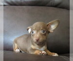 Small #10 Chihuahua